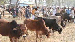 How much revenue to be generated from karachi cattle market?