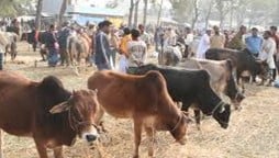 How much revenue to be generated from karachi cattle market?