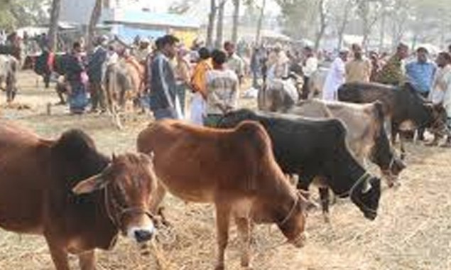 How much revenue to be generated from karachi cattle market?