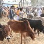 How much revenue to be generated from karachi cattle market?