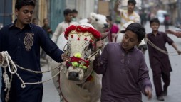 Sindh Govt extends Eid-ul-Adha holidays