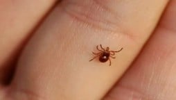Another virus may spread during Eid-ul-Adha in Pakistan