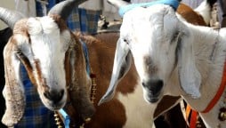 Why did Indian police arrest a goat?