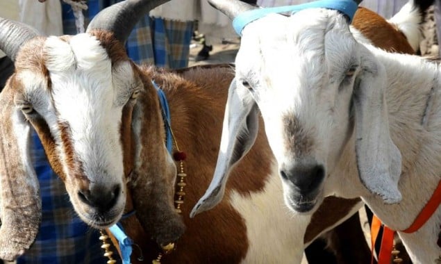 Why did Indian police arrest a goat?