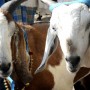 Why did Indian police arrest a goat?