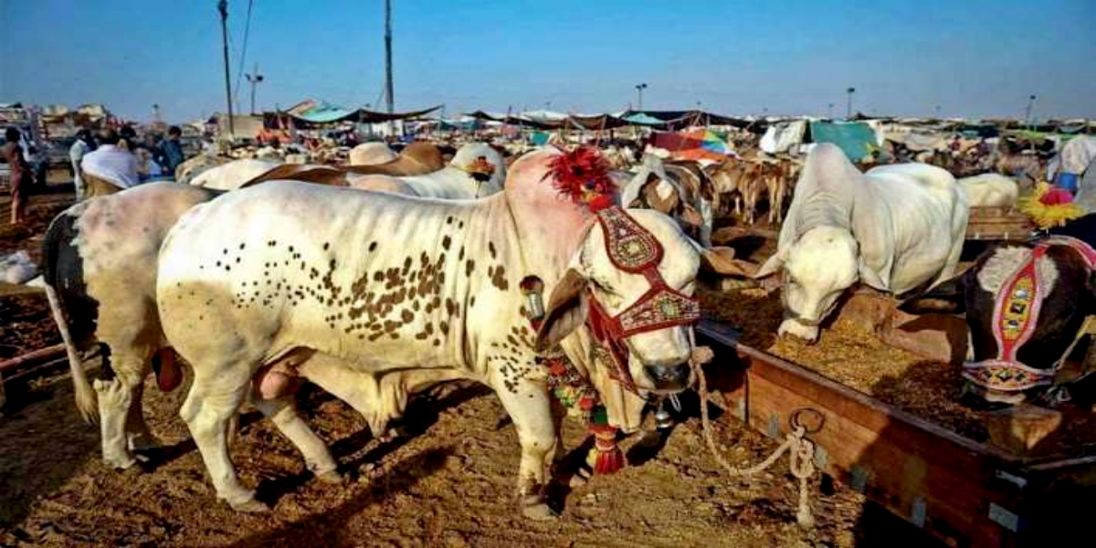 government of sindh