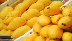 Pakistani mangoes on their way to Japan