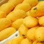 Pakistani mangoes on their way to Japan