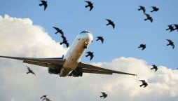 18 PIA planes were damaged by bird strikes in one year