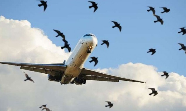 18 PIA planes were damaged by bird strikes in one year
