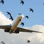 18 PIA planes were damaged by bird strikes in one year