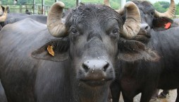 Malaysian court fines Pakistani man 8 buffaloes for insulting indigenous groups