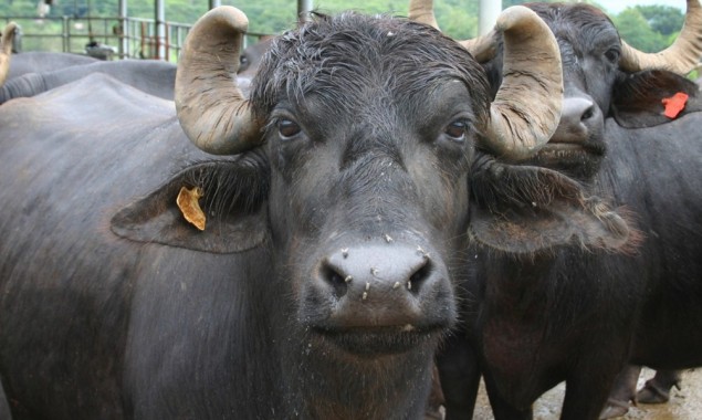 Malaysian court fines Pakistani man 8 buffaloes for insulting indigenous groups