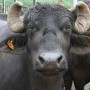 Malaysian court fines Pakistani man 8 buffaloes for insulting indigenous groups