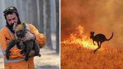 Australia: ‘Forest fires kill or displace nearly 3 billion animals’