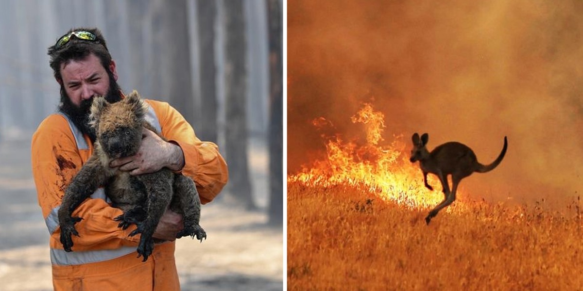 Australia: 'Forest fires kill or displace nearly 3 billion animals'