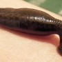Doctors remove 3-cm long leech from the man’s nostril in China