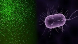 Scientists revive dormant microbes after 100 million years