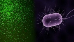 Scientists revive dormant microbes after 100 million years