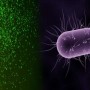 Scientists revive dormant microbes after 100 million years