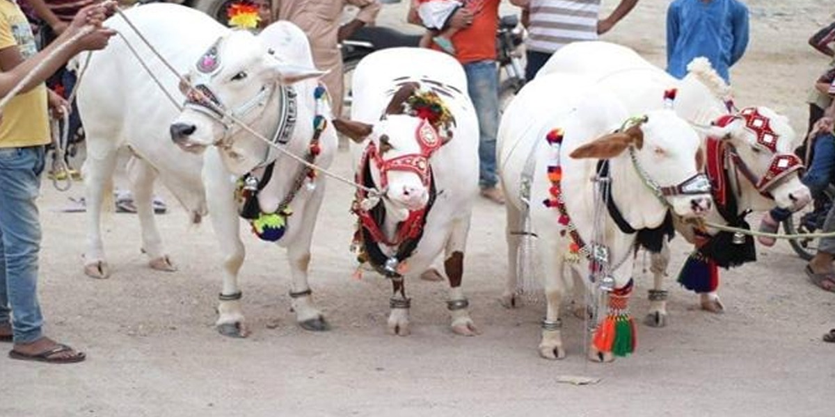 Eid sacrifice banned on roads in Karachi, check designated site for your area