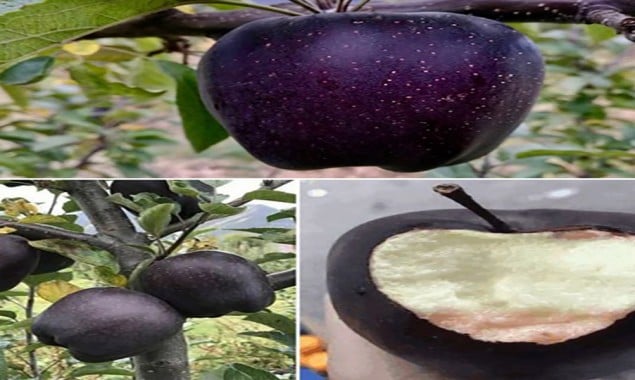 Have you ever heard about black diamond Apples?