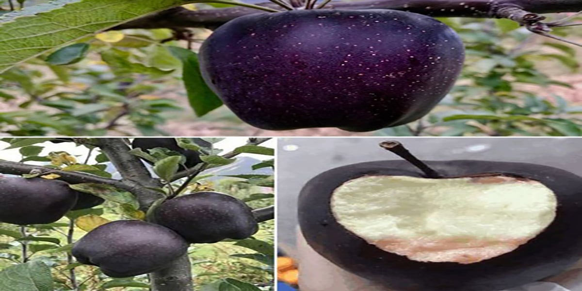 Black Diamond Apples