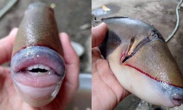 Fish having human like teeth gets internet attention