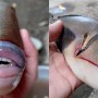 Fish having human like teeth gets internet attention