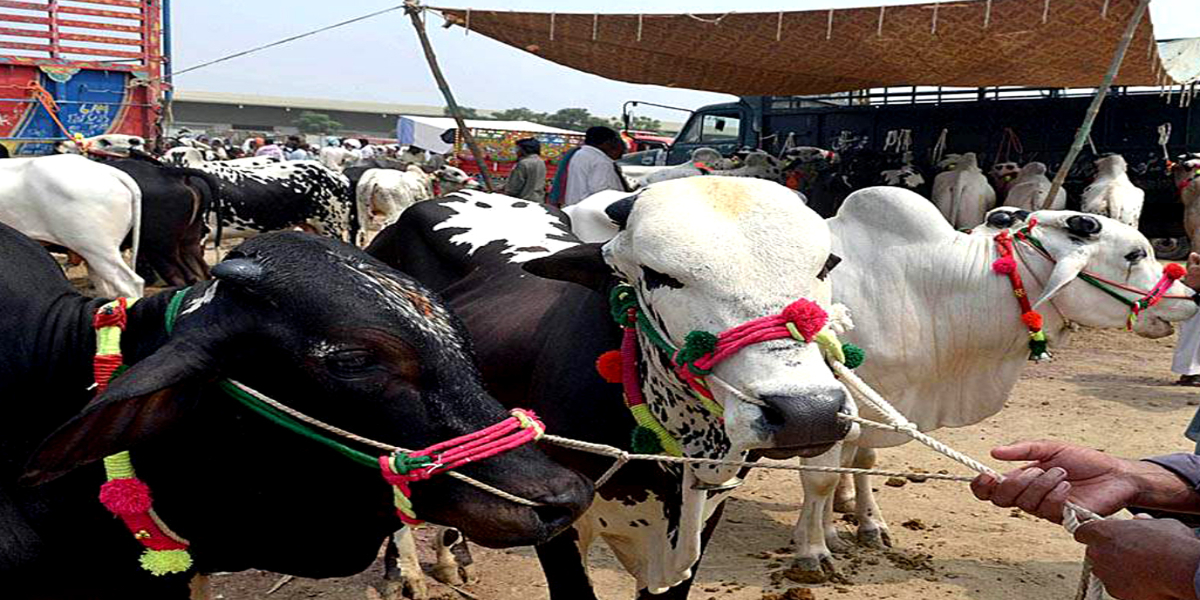 Eid ul Adha notification