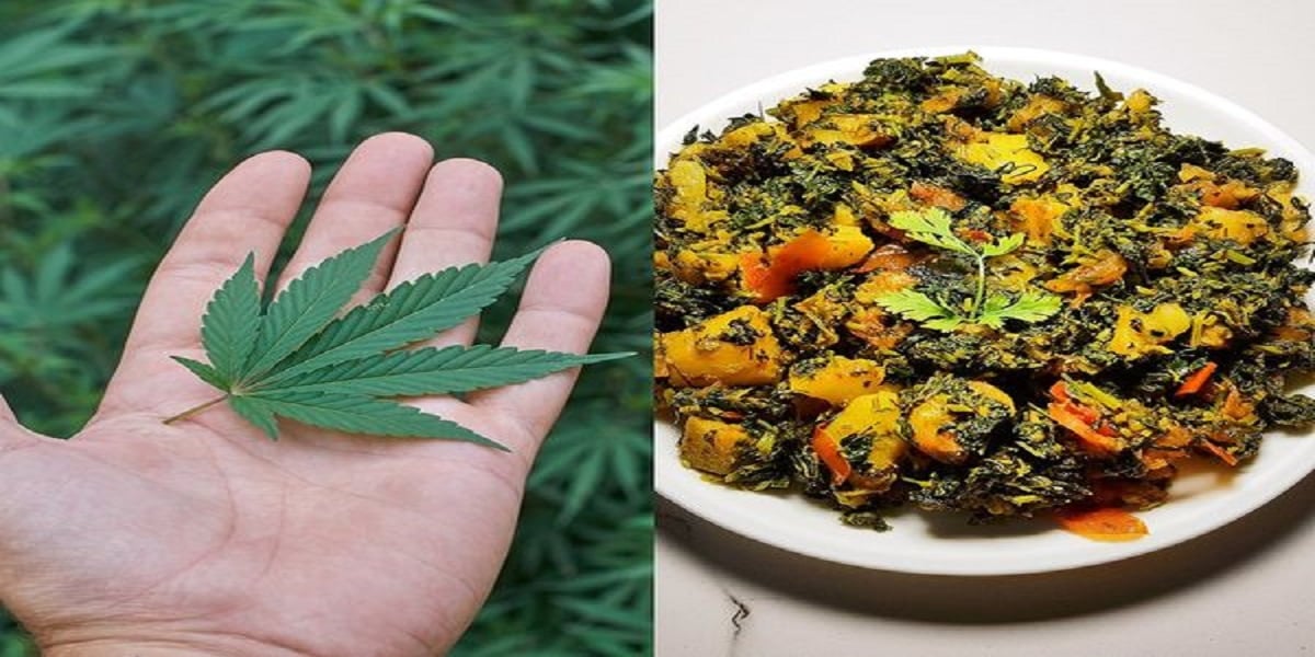 Family cooks and eats cannabis thinking it was methi (fenugreek)