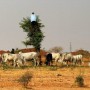 Nigerian government offers cows for guns to stop attacks