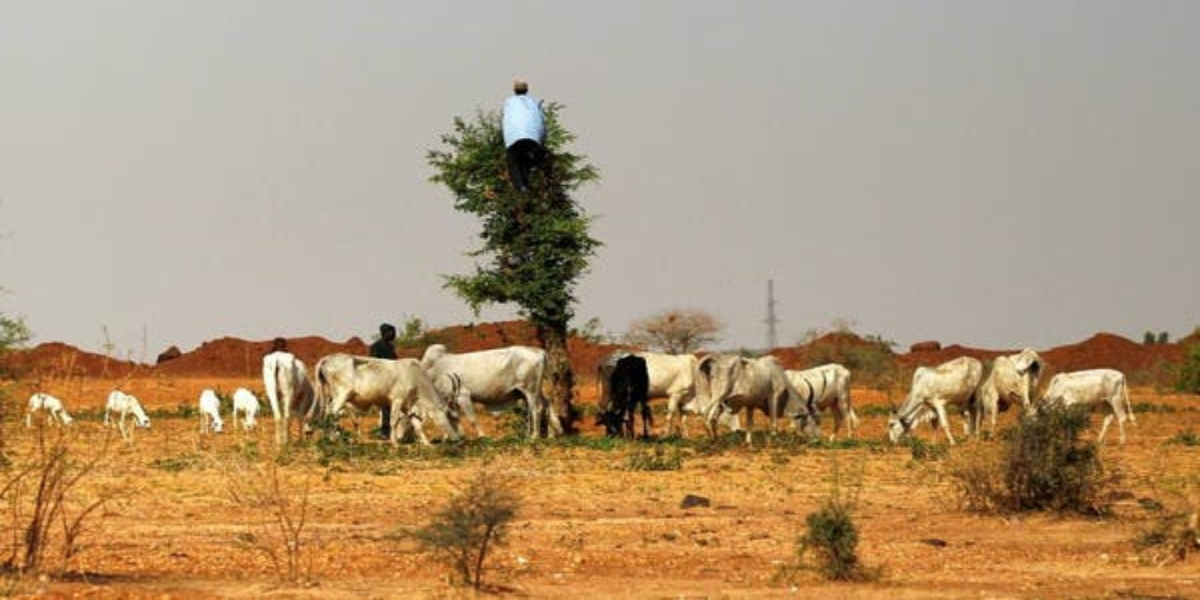 Nigerian government offers cows for guns to stop attacks