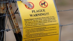 Young man dies of plague in Mongolia