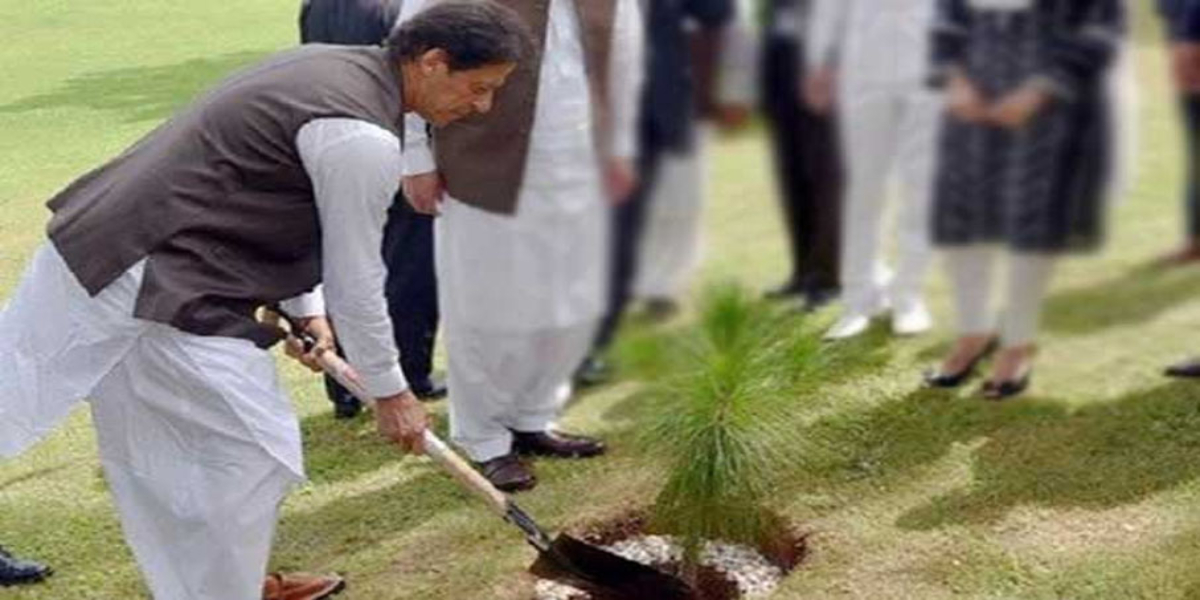 Tree planting campaign: One billion trees will be planted by next June, PM