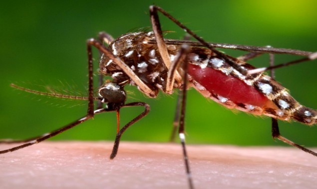 Dengue fever dangerously rises in Singapore