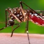 Dengue fever dangerously rises in Singapore