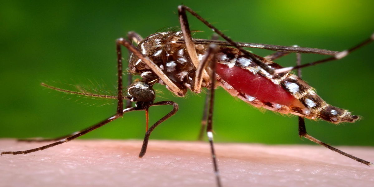 Dengue tightens grip on Islamabad; 113 cases recorded in span of 24 hours