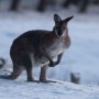 Australia shivers as Antarctic air brings rare snowfall