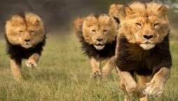 5 Lions enter nearby Madrasa in Gulshan-e-Hadeed