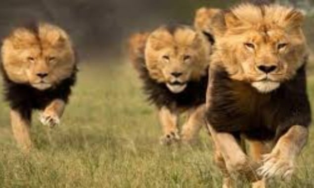 5 Lions enter nearby Madrasa in Gulshan-e-Hadeed