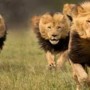 5 Lions enter nearby Madrasa in Gulshan-e-Hadeed