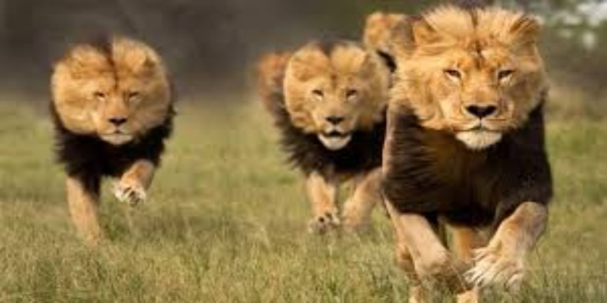5 Lions enter nearby Madrasa in Gulshan-e-Hadeed