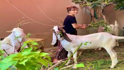 Mehwish Hayat misses her little farm after Eid-al-adha