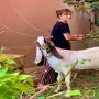 Mehwish Hayat misses her little farm after Eid-al-adha