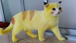 Yellow cat