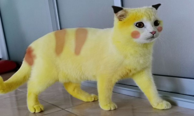 The yellow feline: Thai owner dyes cat Yellow