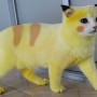 The yellow feline: Thai owner dyes cat Yellow