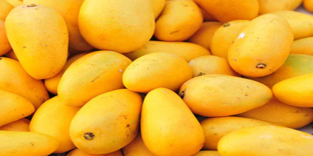 Pakistan Foreign Office Clarifies Reports Regarding Mango Diplomacy