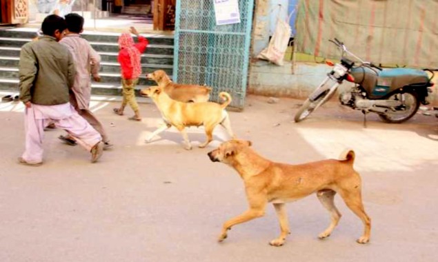 Dog Bite severely injures five in Karachi